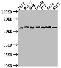Western Blot. Positive WB detected in: 293T whole cell lysate, MCF-7 whole cell lysate, 293 whole cell lysate, HepG2 whole cell lysate, PC-3 whole cell lysate, Hela whole cell lysate, K562 whole cell lysate. All lanes: APCDD1 antibody at 1:1000. Secondary. Goat polyclonal to rabbit IgG at 1/50000 dilution. Predicted band size: 59 kDa. Observed band size: 59 kDa. 