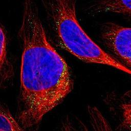 Immunocytochemistry/Immunofluorescence: EML2 Antibody [NBP1-84861] - Staining of human cell line U-2 OS shows positivity in vesicles.