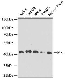 Western blot - MPI antibody (A7319)