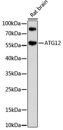 Western blot - ATG12 antibody (A17045)