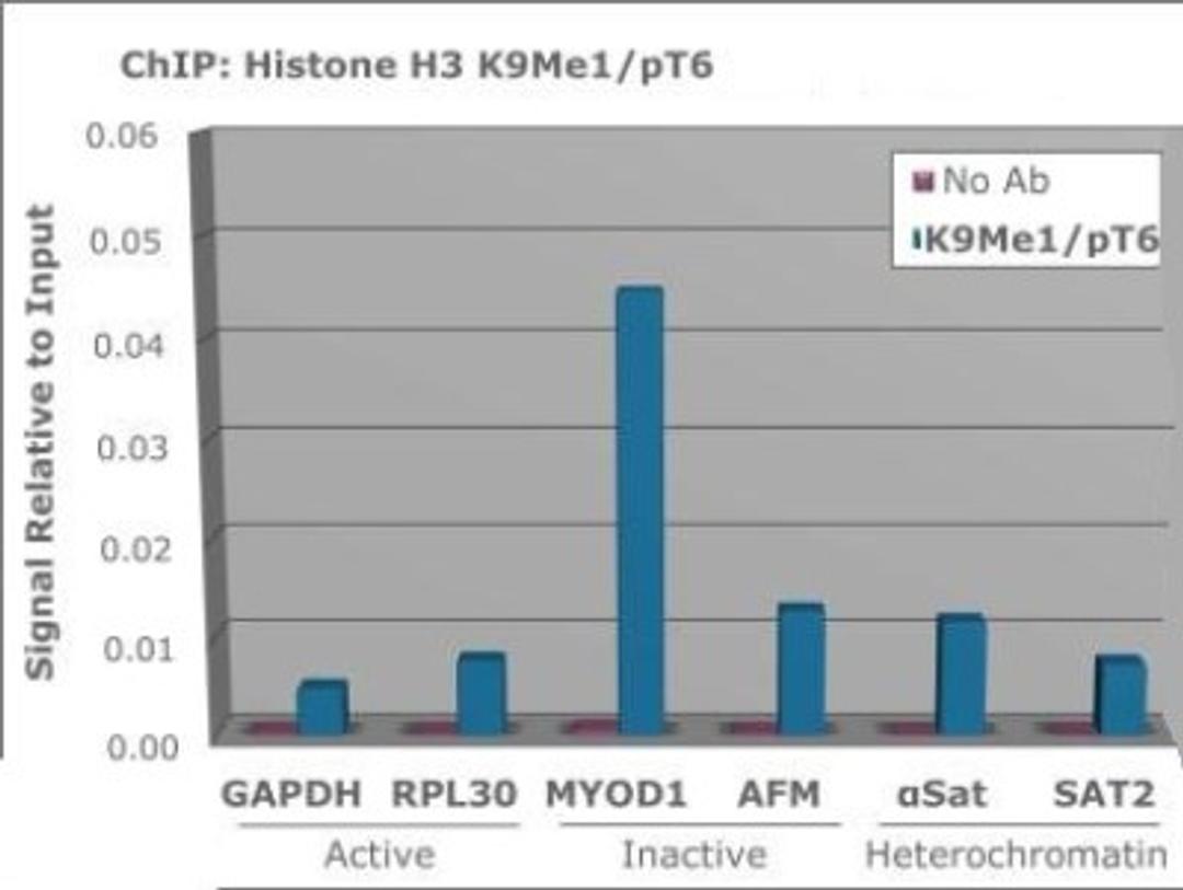 Chromatin Immunoprecipitation: Histone H3 [p Thr6] Antibody [NBP2-44057] - Chromatin from one million formaldehyde cross-linked Hela cells was used with 2ug of Anti-Histone H3 K9me2pT6 and 20ul of magnetic IgG beads per immunoprecipitation. A no antibody (No Ab) control was also used. Immunoprecipitated DNA was quantified using quantitative real-time PCR and SYBR green dye, then normalized to the non-precipitated input chromatin, which is equal to one.