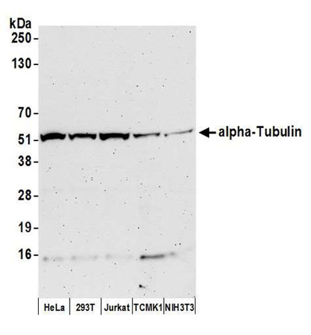 Detection of human and mouse alpha-Tubulin by WB.