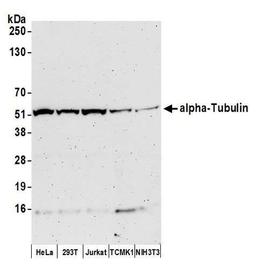 Detection of human and mouse alpha-Tubulin by WB.