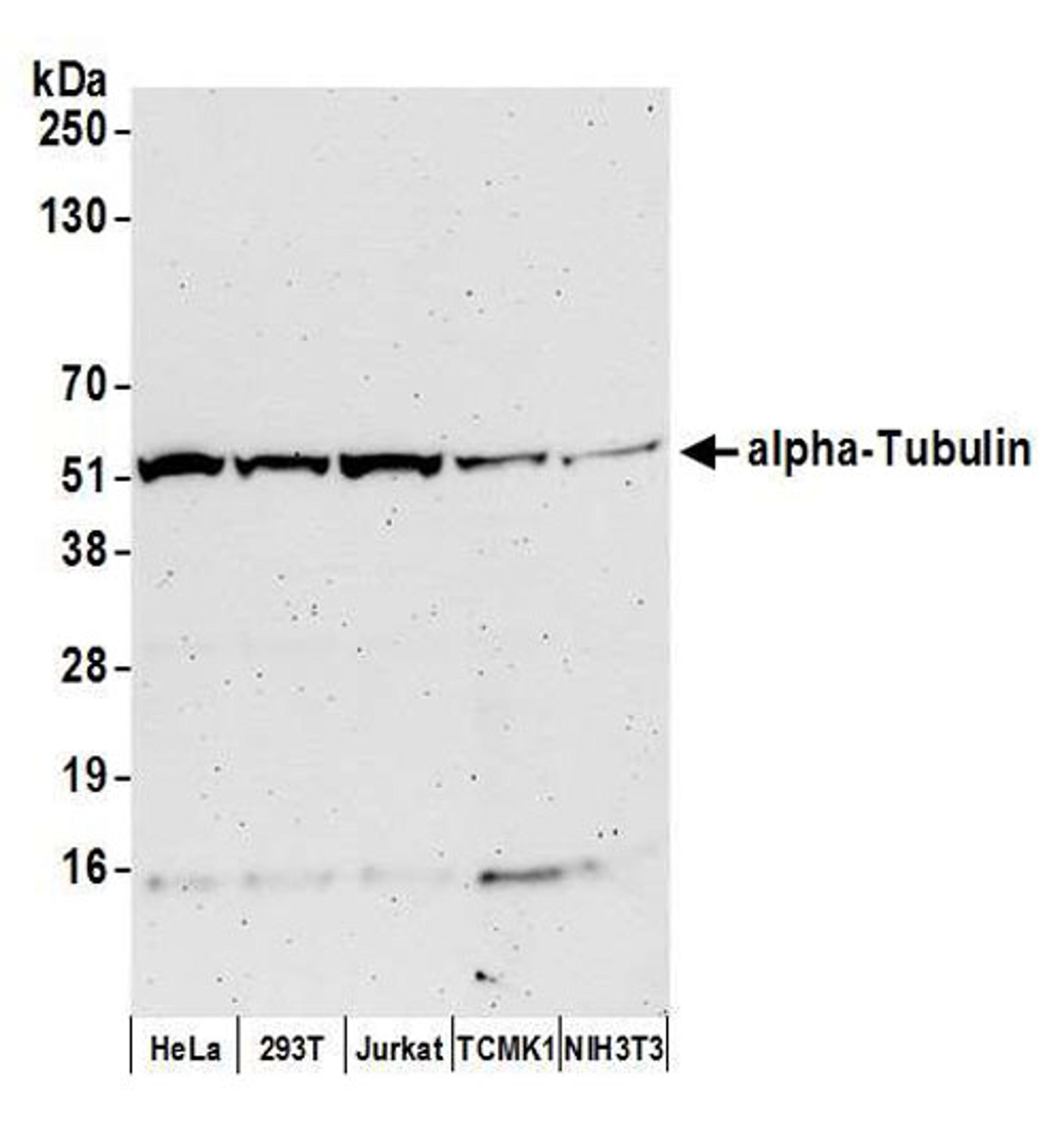 Detection of human and mouse alpha-Tubulin by WB.