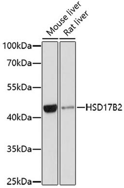 Western blot - HSD17B2 antibody (A1983)