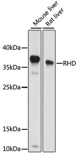 Western blot - RHD antibody (A15092)