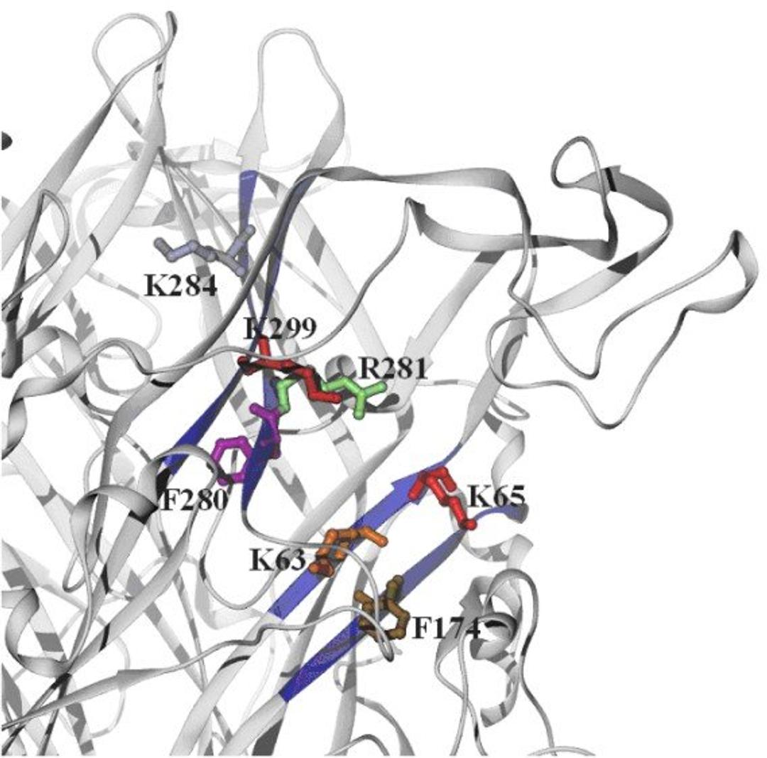 P2X3 receptor binding various amino acids (source: Riedel, Illes; Leipzig)