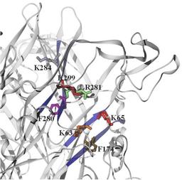 P2X3 receptor binding various amino acids (source: Riedel, Illes; Leipzig)