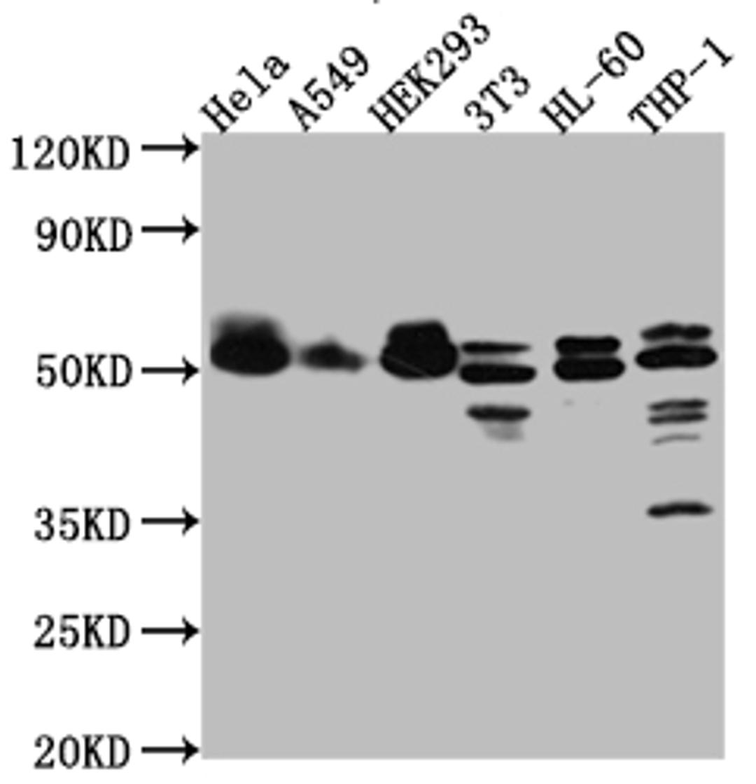Western Blot. Positive WB detected in: Hela whole cell lysate, A549 whole cell lysate, HEK293 whole cell lysate, NIH/3T3 whole cell lysate, HL-60 whole cell lysate, THP-1 whole cell lysate. All lanes: MAPKAPK2 antibody at 1:1000. Secondary. Goat polyclonal to rabbit IgG at 1/50000 dilution. Predicted band size: 46, 43 kDa. Observed band size: 50 kDa.