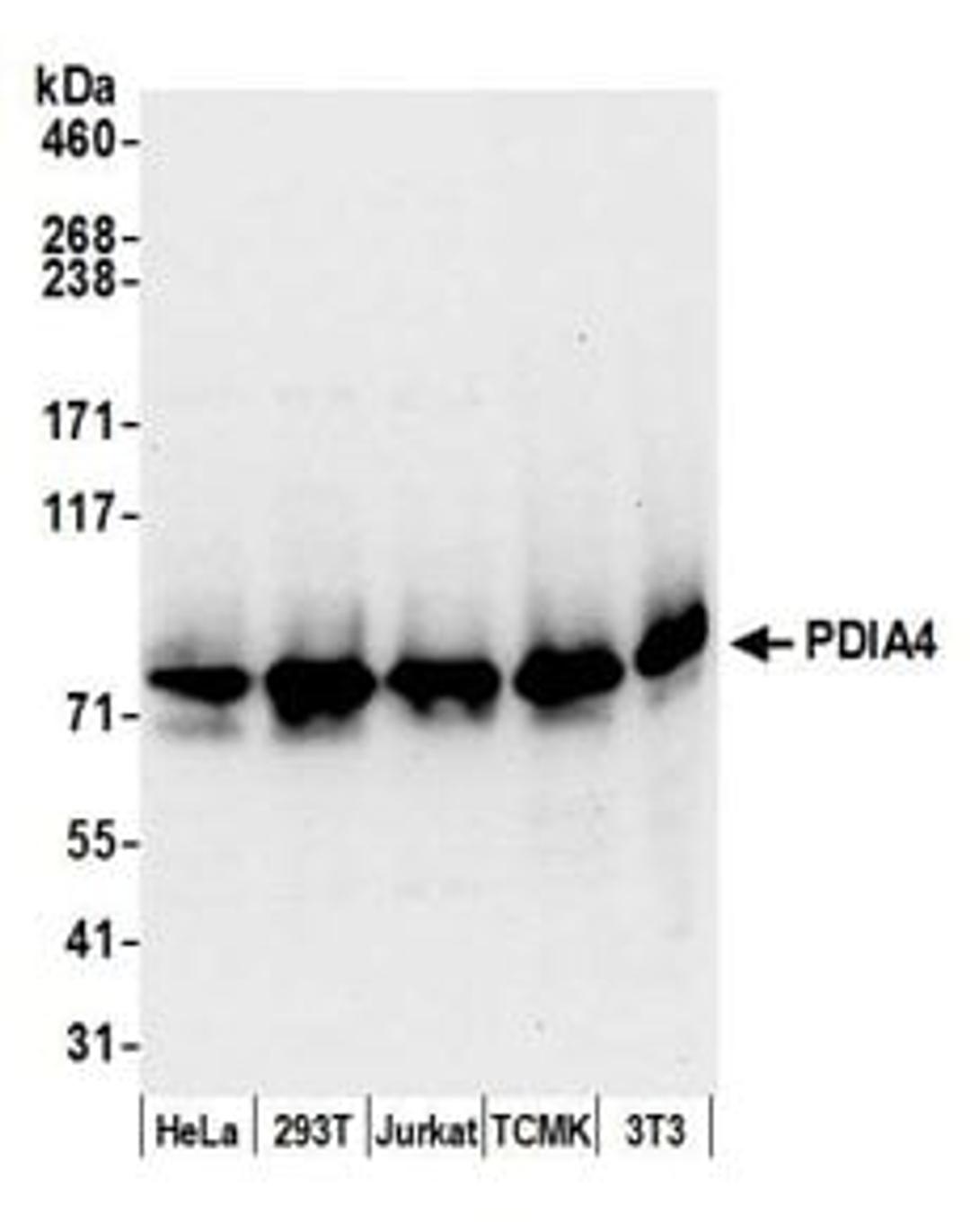 Detection of human and mouse PDIA4 by western blot.