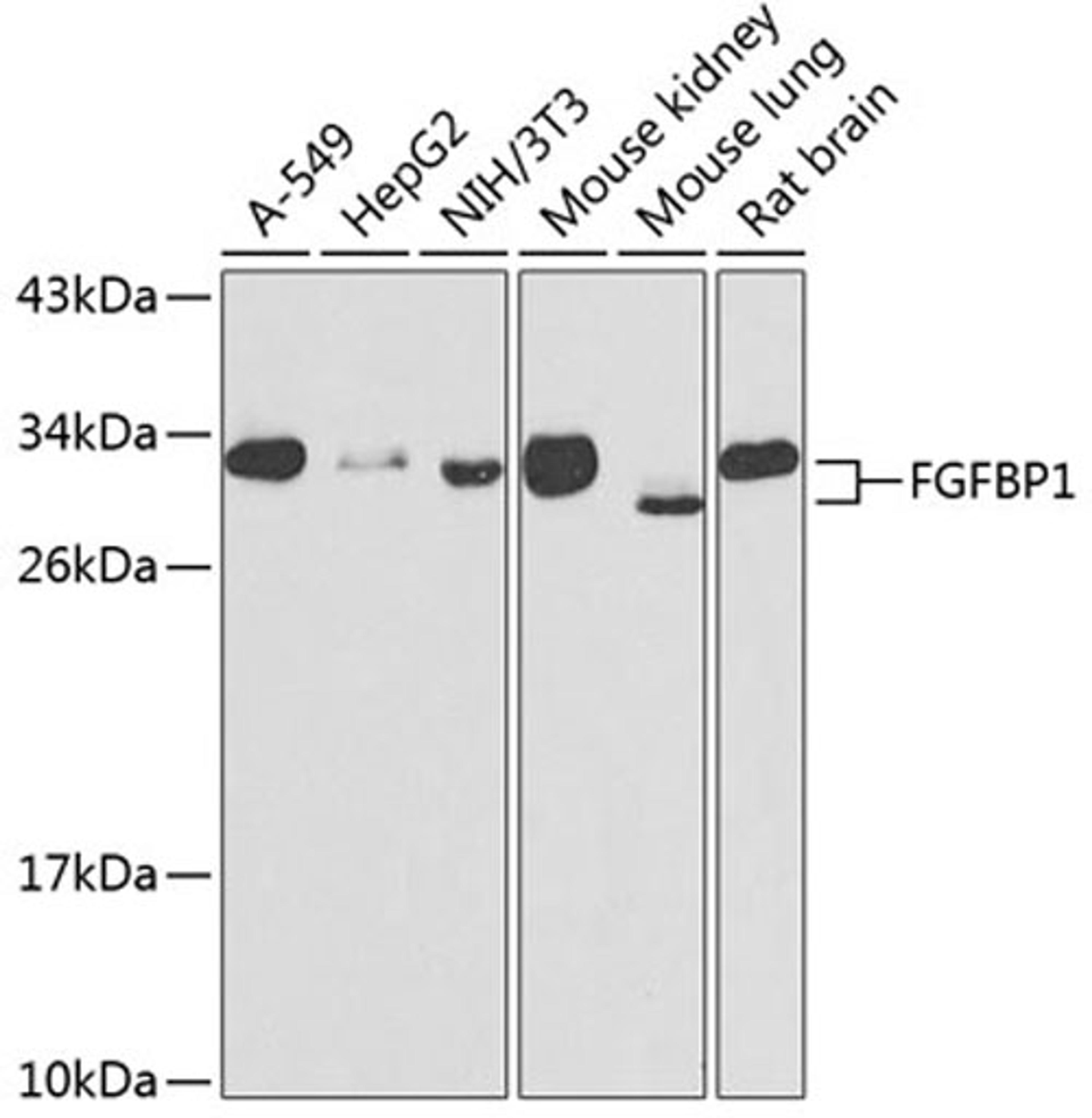 Western blot - FGFBP1 antibody (A7458)