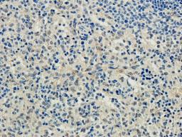 Immunohistochemical staining of paraffin embedded guinea pig spleen tissue using CD83 antibody (2.5 ug/ml)