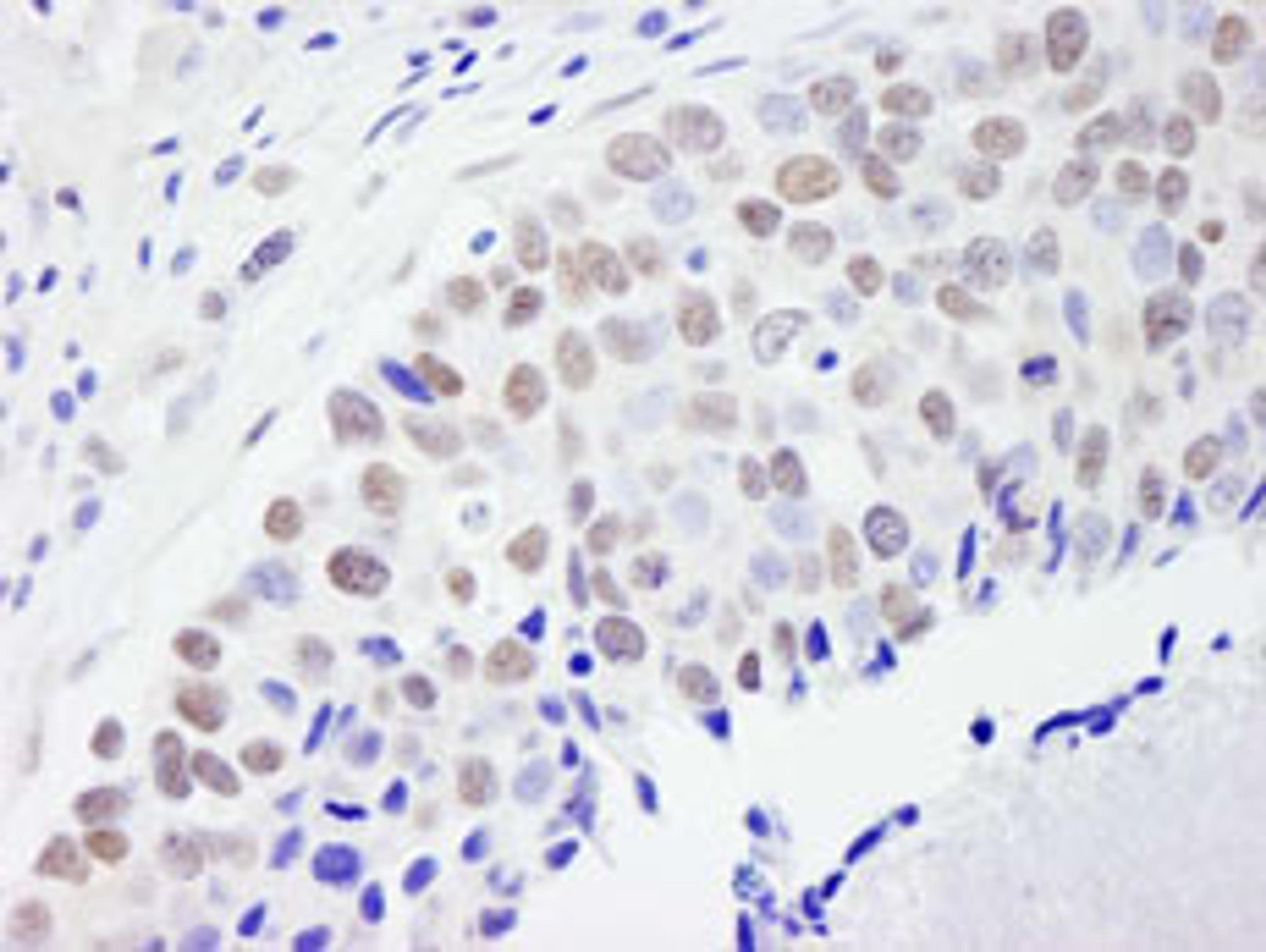 Detection of human CPSF59 by immunohistochemistry.