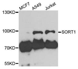 Western blot analysis of extracts of various cells using SORT1 antibody