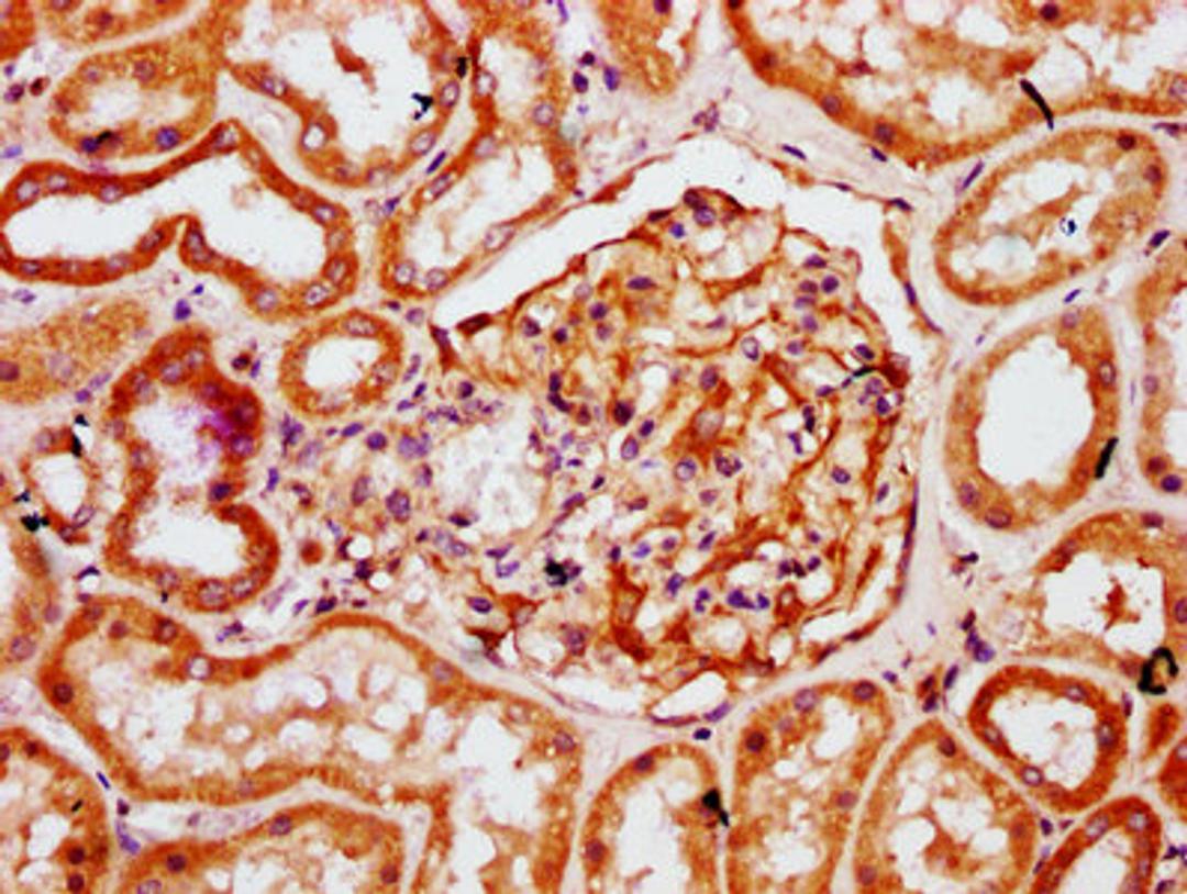 IHC image of CSB-PA771464LA01HU diluted at 1:300 and staining in paraffin-embedded human kidney tissue performed on a Leica BondTM system. After dewaxing and hydration, antigen retrieval was mediated by high pressure in a citrate buffer (pH 6.0). Section was blocked with 10% normal goat serum 30min at RT. Then primary antibody (1% BSA) was incubated at 4&deg;C overnight. The primary is detected by a biotinylated secondary antibody and visualized using an HRP conjugated SP system.
