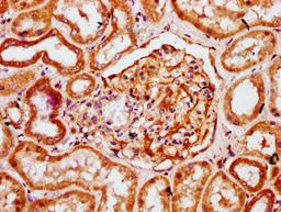 IHC image of CSB-PA771464LA01HU diluted at 1:300 and staining in paraffin-embedded human kidney tissue performed on a Leica BondTM system. After dewaxing and hydration, antigen retrieval was mediated by high pressure in a citrate buffer (pH 6.0). Section was blocked with 10% normal goat serum 30min at RT. Then primary antibody (1% BSA) was incubated at 4&deg;C overnight. The primary is detected by a biotinylated secondary antibody and visualized using an HRP conjugated SP system.