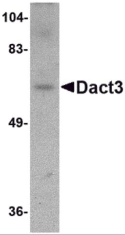 Western blot analysis of Dact3 in rat brain tissue lysate with Dact3 antibody at 1 μg/mL.