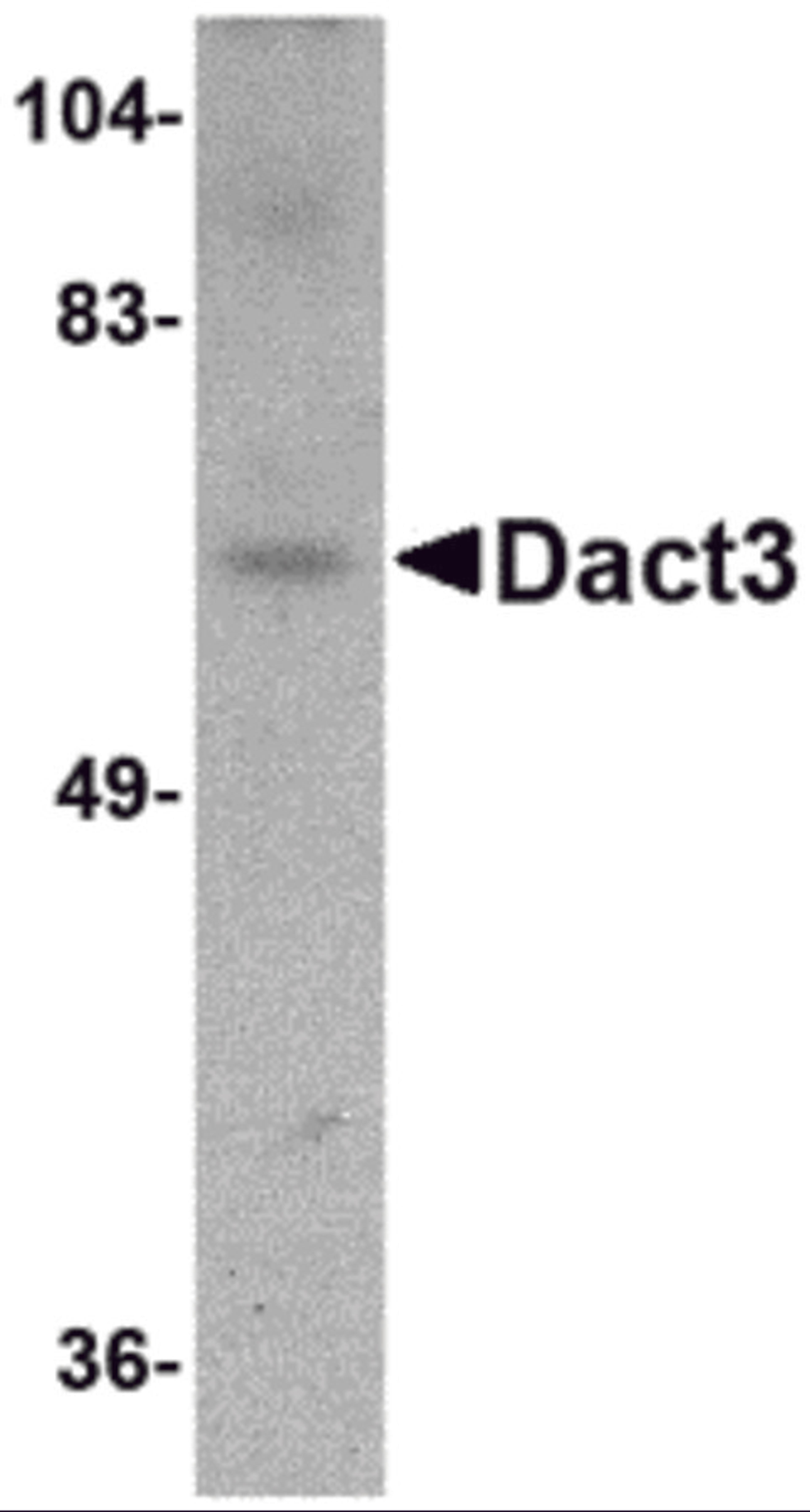 Western blot analysis of Dact3 in rat brain tissue lysate with Dact3 antibody at 1 μg/mL.
