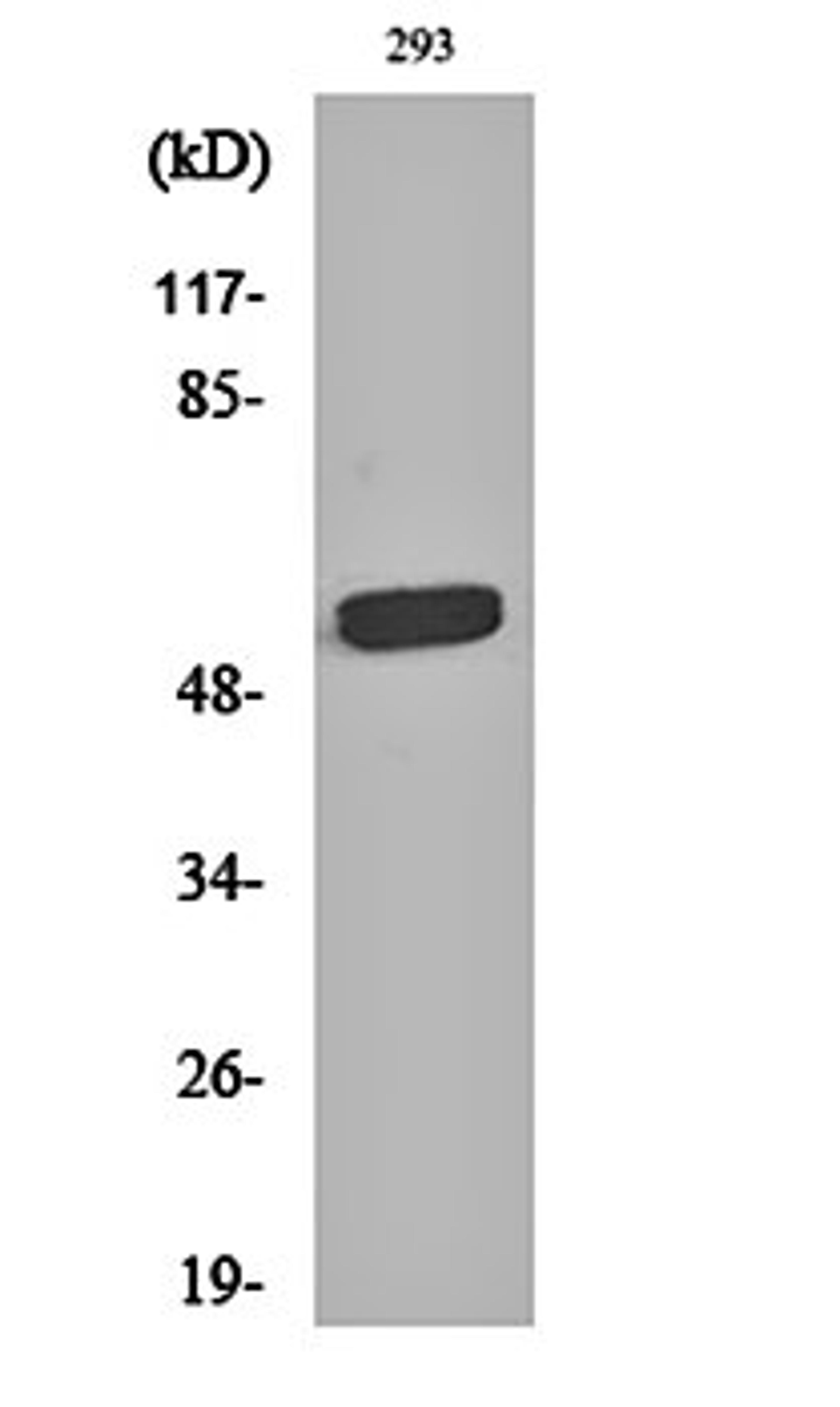 Western blot analysis of 293 cell lysates using RAP1 antibody