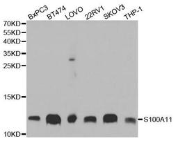 Western blot analysis of extracts of various cell lines using S100A11 antibody