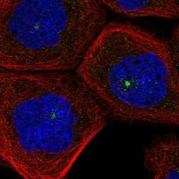 Immunocytochemistry/Immunofluorescence: DYDC1 Antibody [NBP1-88779] - Staining of human cell line A-431 shows positivity in centrosome.