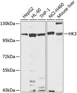 Western blot - HK3 antibody (A8428)