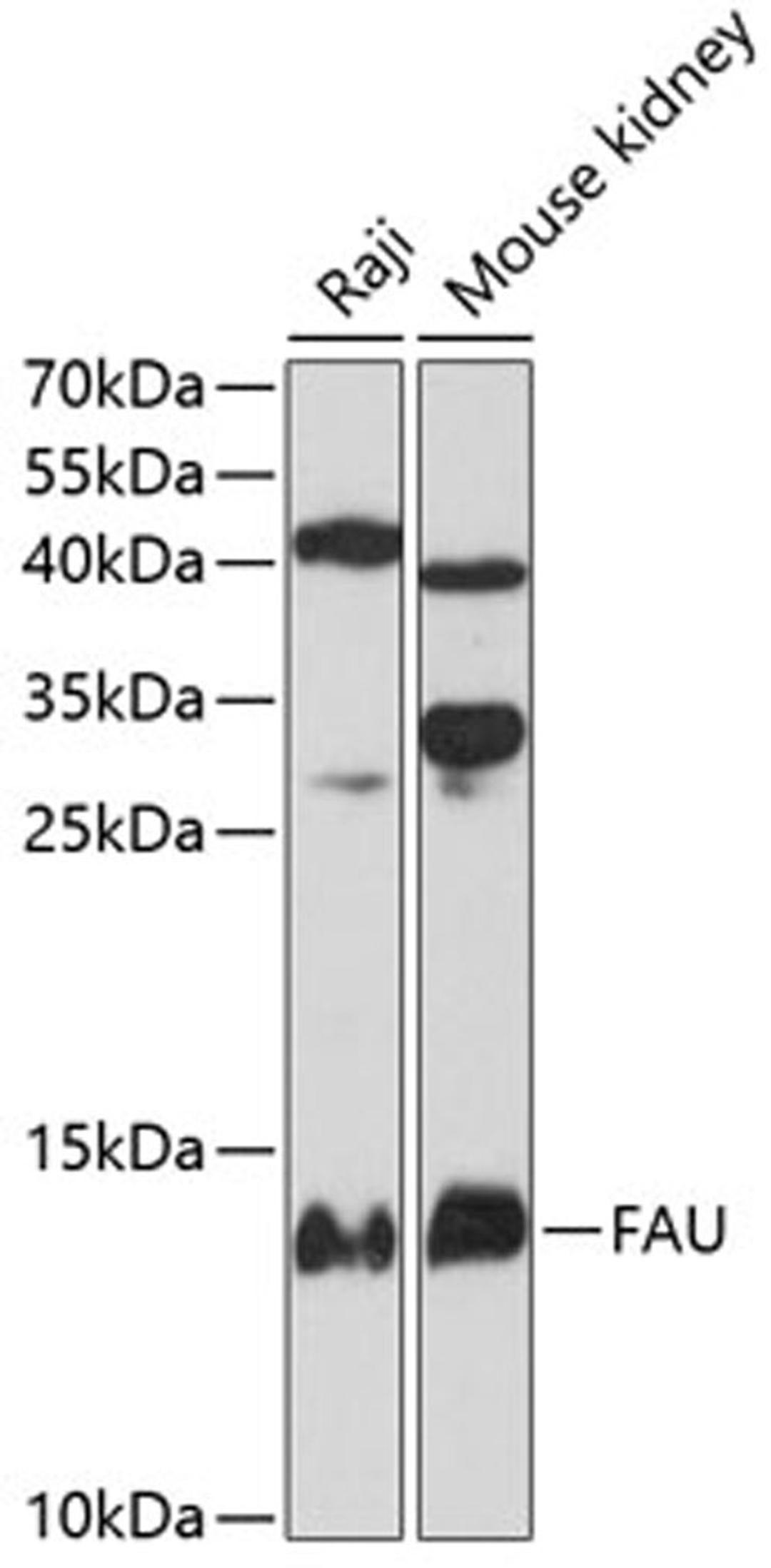 Western blot - FAU antibody (A12181)