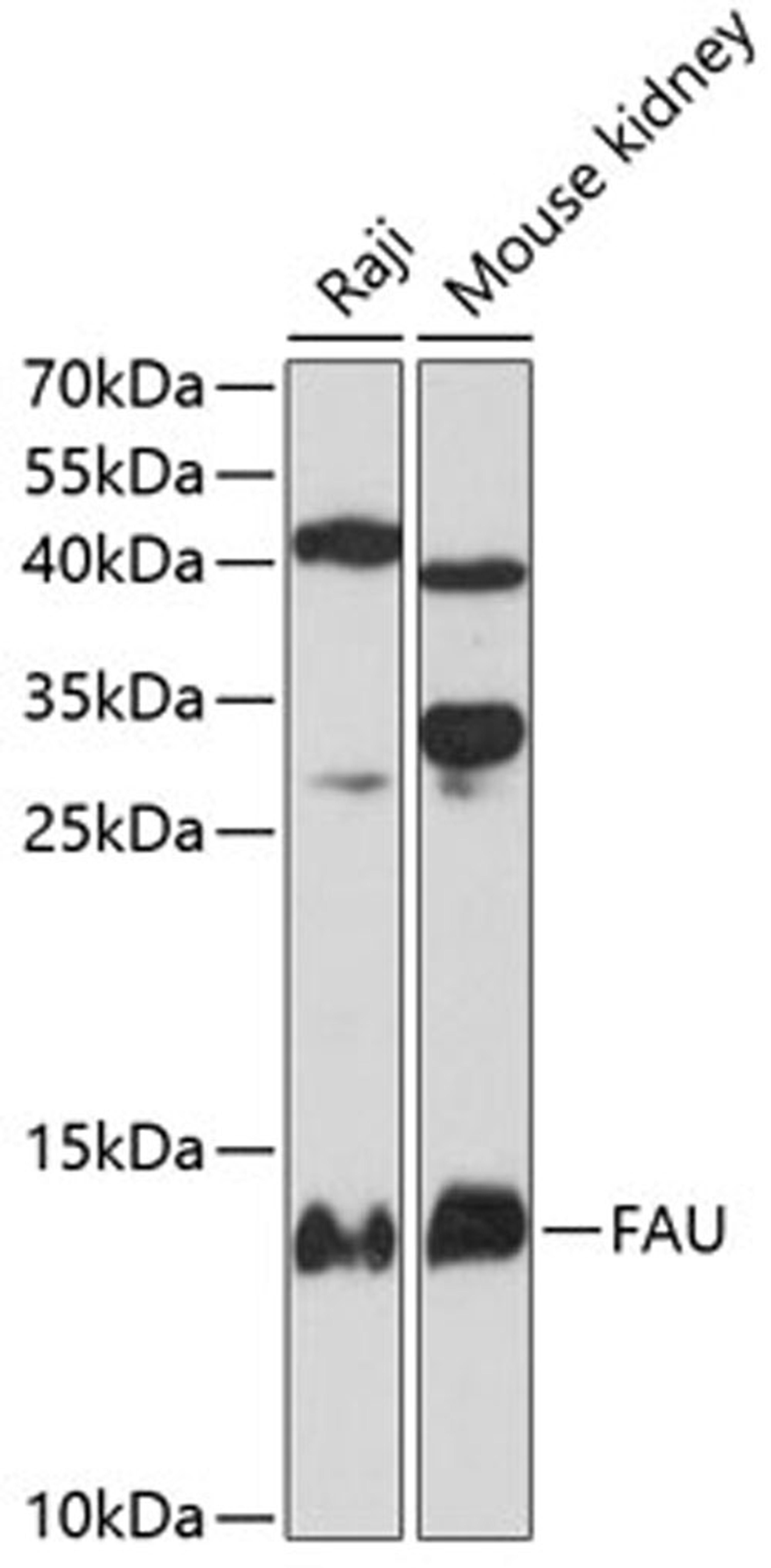 Western blot - FAU antibody (A12181)