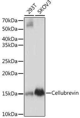 Western blot - Cellubrevin Rabbit mAb (A8812)