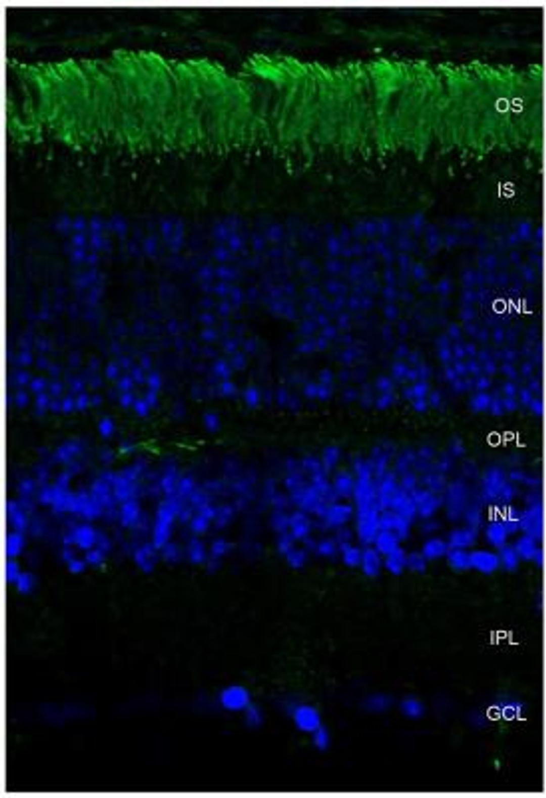 Immunocytochemistry/Immunofluorescence: Rhodopsin Antibody (4D2) [NBP1-48334]