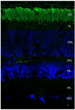 Immunocytochemistry/Immunofluorescence: Rhodopsin Antibody (4D2) [NBP1-48334]