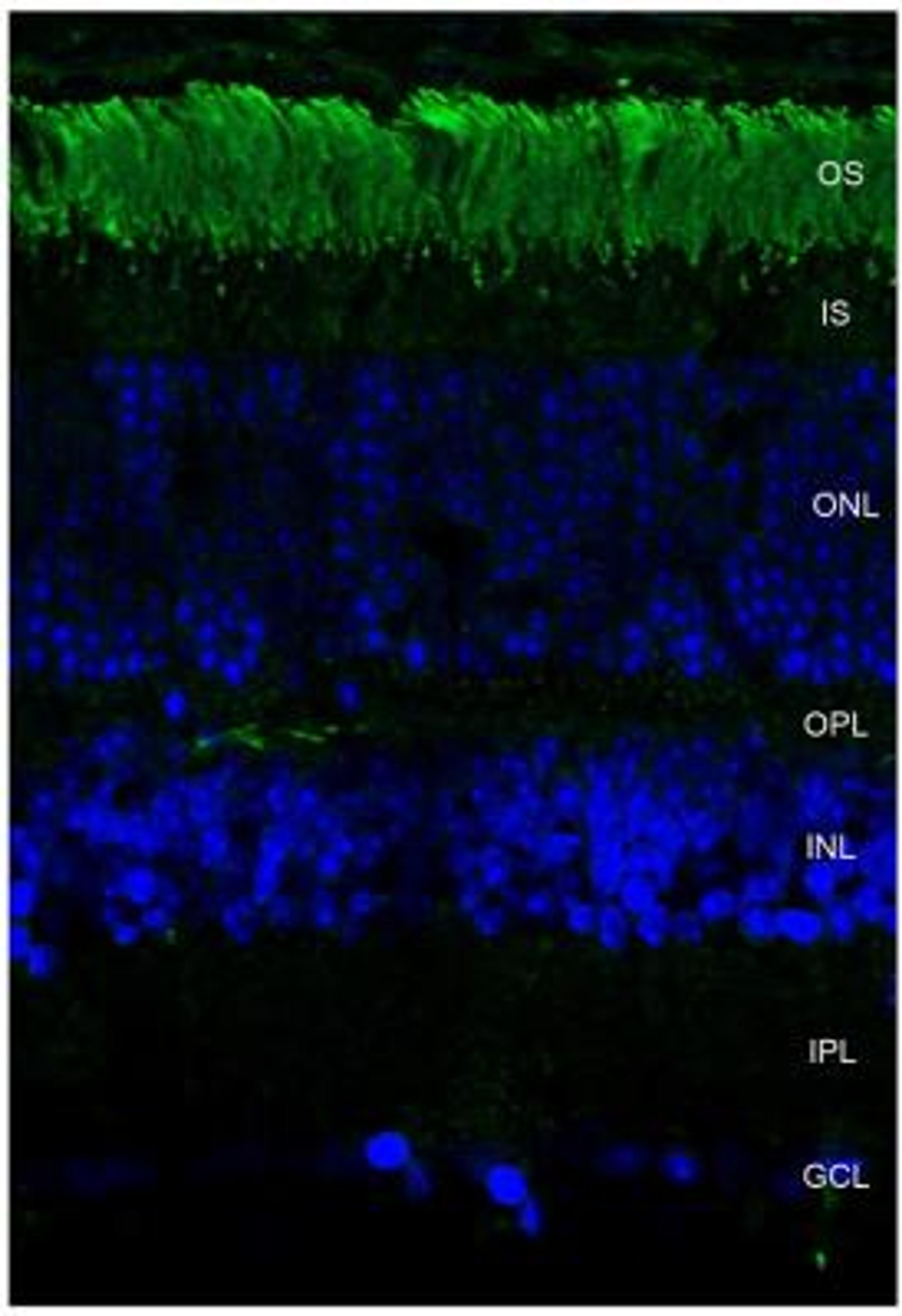 Immunocytochemistry/Immunofluorescence: Rhodopsin Antibody (4D2) [NBP1-48334]