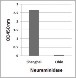 H7N9 Neuraminidase antibody (Cat. No. 7827 at 1 &#956;g/ml) detects 10 ng of H7N9 [Influenza A virus (A/Shanghai/02/2013(H7N9))] Neuraminidase peptide, and not 10 ng of H7N9 [Influenza A virus (A/blue-winged teal/Ohio/566/2006(H7N9))] Neuraminidase peptid