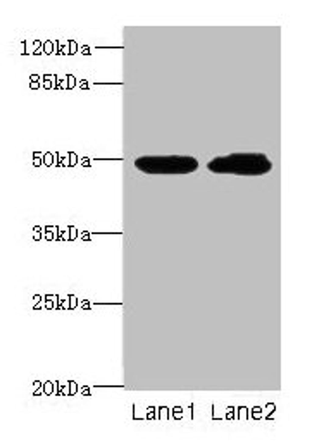 Western blot. All lanes: HNRNPH1 antibody at 8µg/ml. Lane 1: HepG2 whole cell lysate. Lane 2: MCF-7 whole cell lysate. Secondary. Goat polyclonal to rabbit IgG at 1/10000 dilution. Predicted band size: 50 kDa. Observed band size: 50 kDa