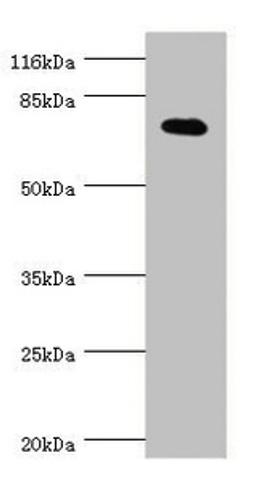 Western blot. All lanes: KCND2 antibody at 0.83µg/ml + THP-1 whole cell lysate. Secondary. Goat polyclonal to rabbit IgG at 1/10000 dilution. Predicted band size: 71 kDa. Observed band size: 71 kDa