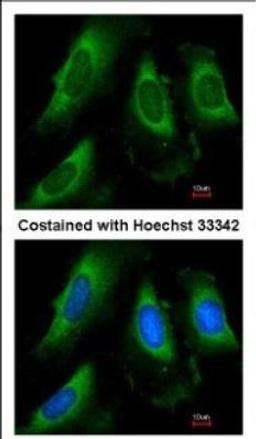 Immunocytochemistry/Immunofluorescence: PGK1 Antibody [NBP2-19784] - Analysis of methanol-fixed HeLa, using antibody at 1:50 dilution.