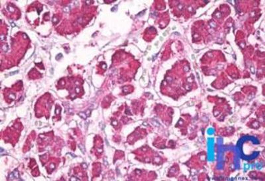 Immunohistochemistry-Paraffin: Reg1B Antibody [NBP2-24778] -  Formalin-fixed, paraffin-embedded human pancreas stained with Reg1 antibody at 10 ug/ml. Staining of formalin-fixed tissues is enhanced by boiling tissue sections in 10 mM sodium citrate buffer, pH 6.0 for 10-20 min followed by cooling at RT for 20 min.