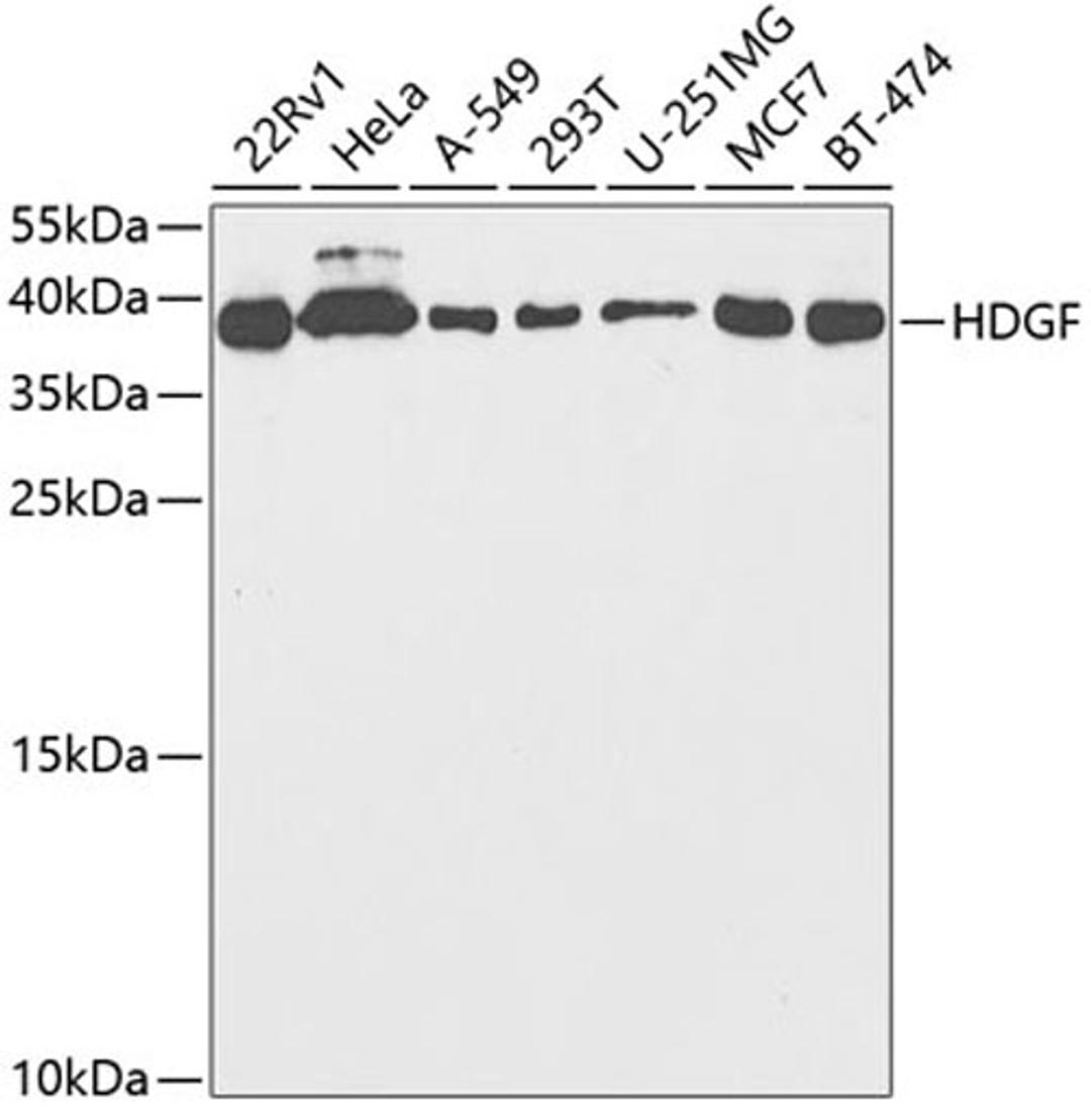 Western blot - HDGF antibody (A5347)