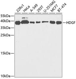 Western blot - HDGF antibody (A5347)