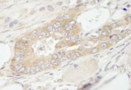 Detection of mouse eEF1G by immunohistochemistry.