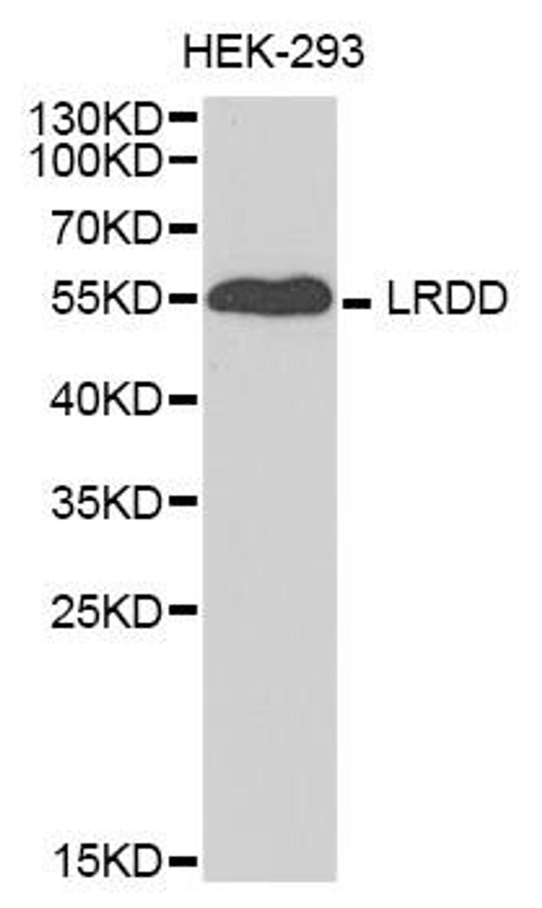 Western blot analysis of extracts of HEK-293 cell line using PIDD antibody