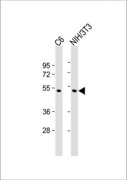 Western Blot at 1:2000 dilution Lane 1: C6 whole cell lysate Lane 2: NIH/3T3 whole cell lysate Lysates/proteins at 20 ug per lane.