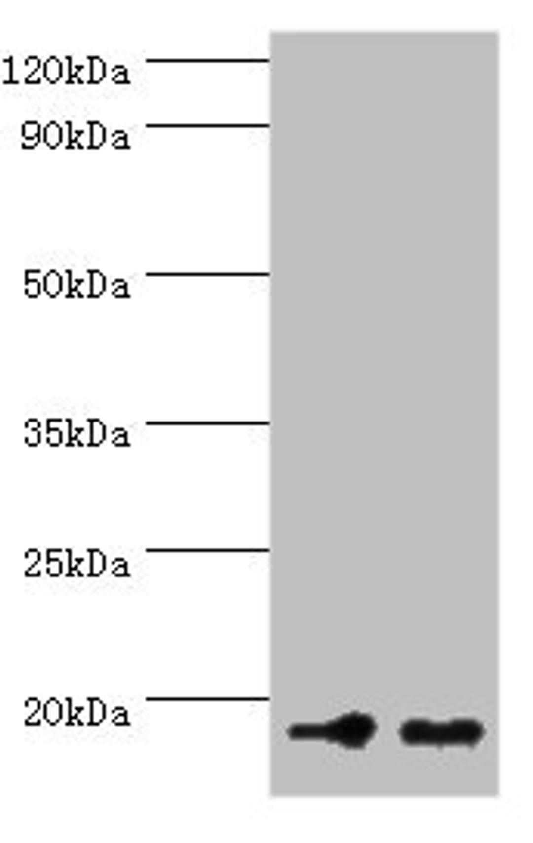 Western blot. All lanes: NCBP2 antibody at 5µg/ml. Lane 1: Hela whole cell lysate. Lane 2: NIH/3T3 whole cell lysate. Secondary. Goat polyclonal to rabbit at 1/10000 dilution. Predicted band size: 19, 16, 12 kDa. Observed band size: 19 kDa
