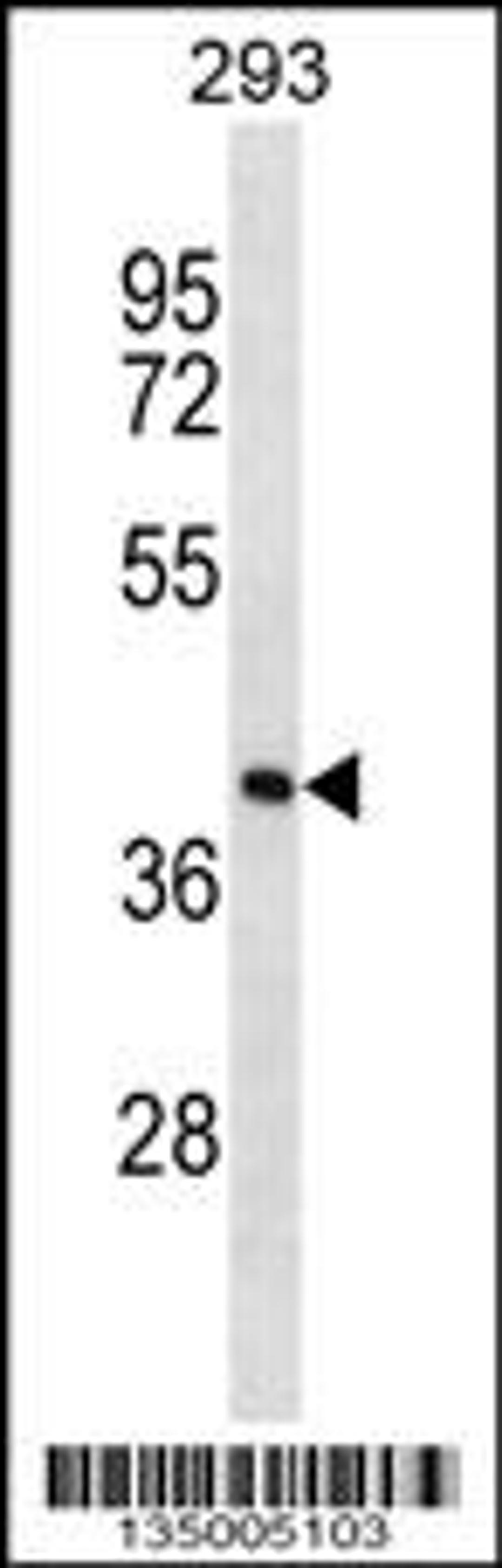 Western blot analysis in 293 cell line lysates (35ug/lane).