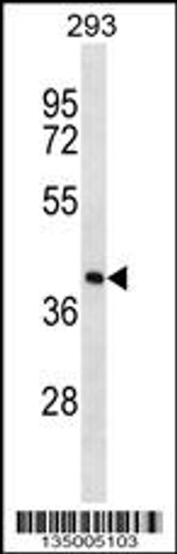 Western blot analysis in 293 cell line lysates (35ug/lane).