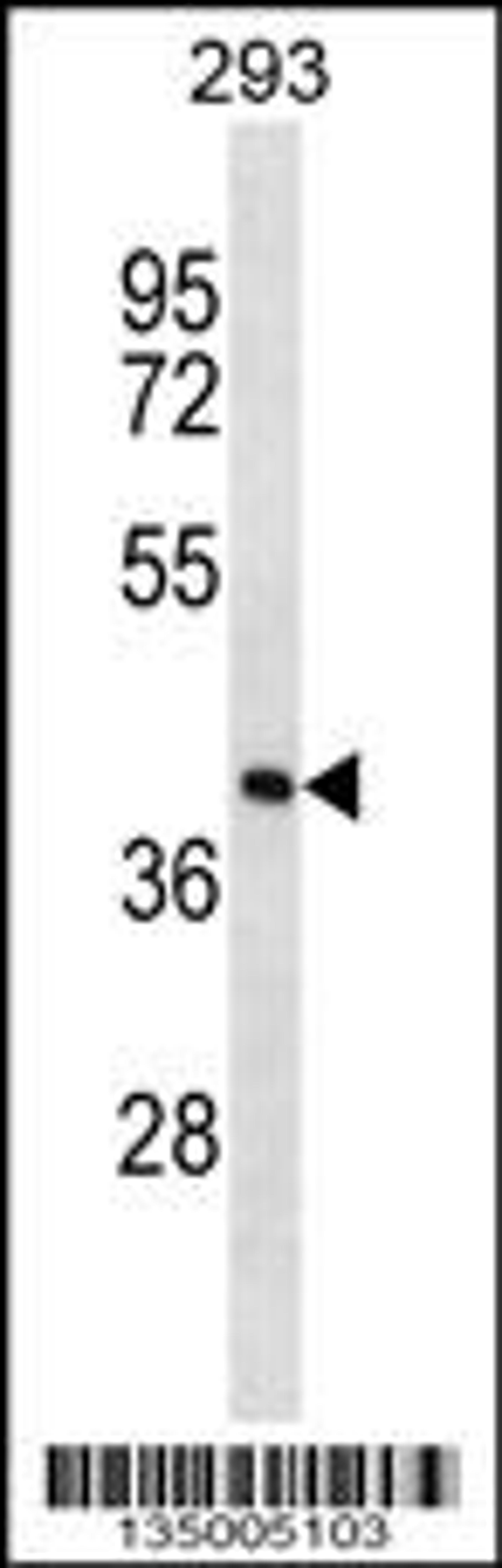Western blot analysis in 293 cell line lysates (35ug/lane).