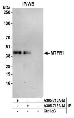 Detection of human MTFR1 by WB of IP.