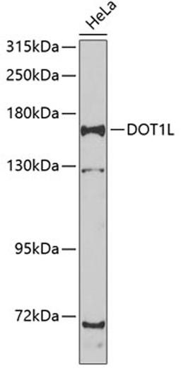 Western blot - DOT1L antibody (A7619)