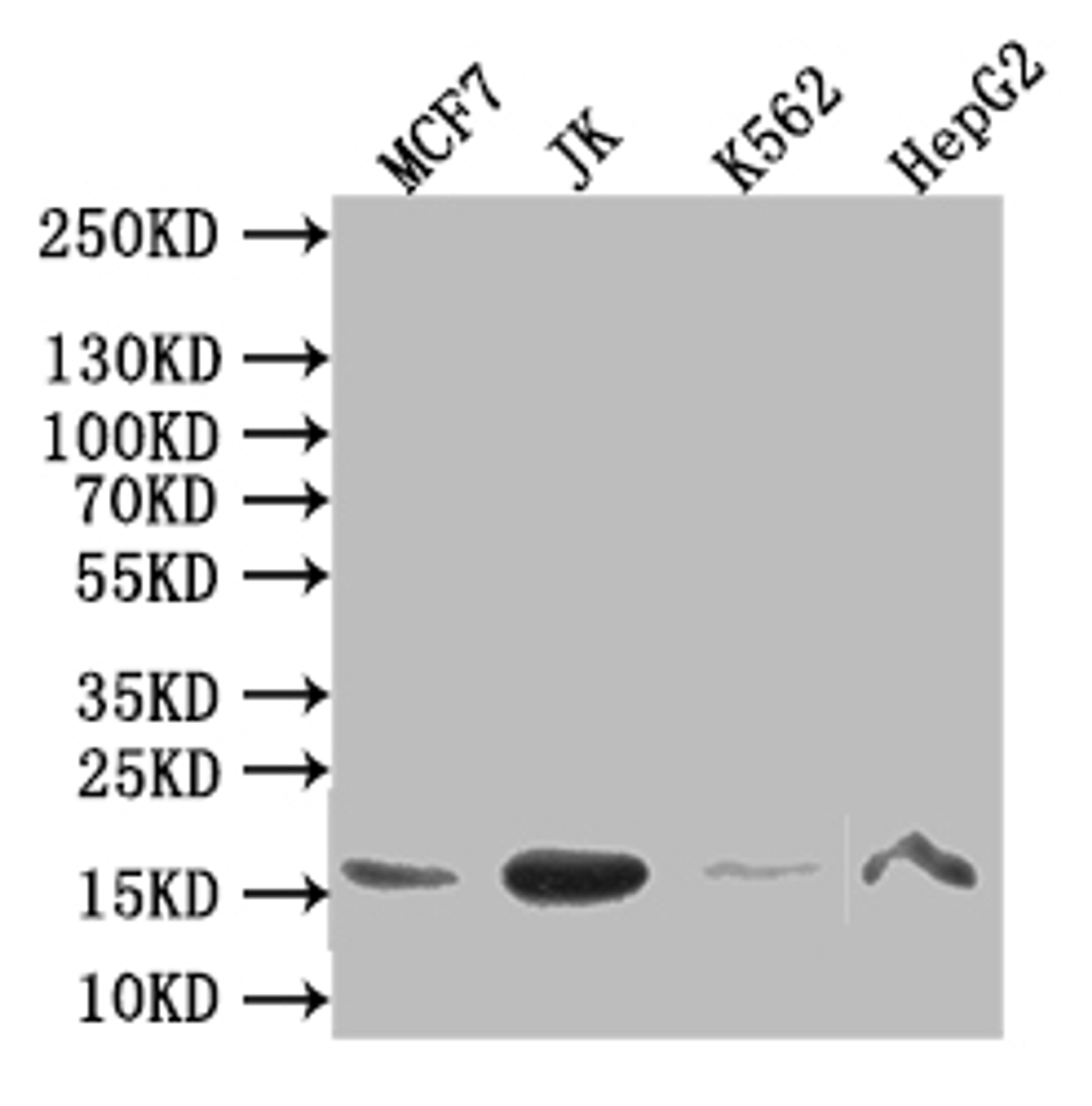 Western Blot. Positive WB detected in: MCF7 whole cell lysate,JK whole cell lysate,K562 whole cell lysate,HepG2 whole cell lysate. All lanes: HIST1H3A antibody at 1:1000. Secondary. Goat polyclonal to mouse IgG at 1/50000 dilution. Predicted band size: 16 kDa. Observed band size: 16 kDa. 