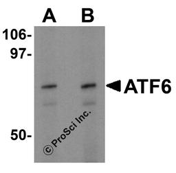 Western blot analysis of ATF6 in EL4 cell lysate with ATF6 antibody at (A) 0.5 and (B) 1 μg/mL.